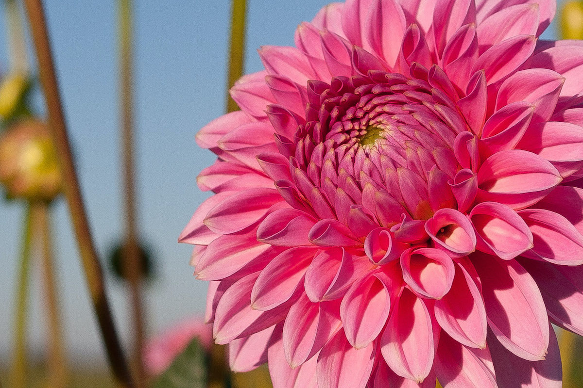 Chrysanthème ©Targut CC BY 2.0