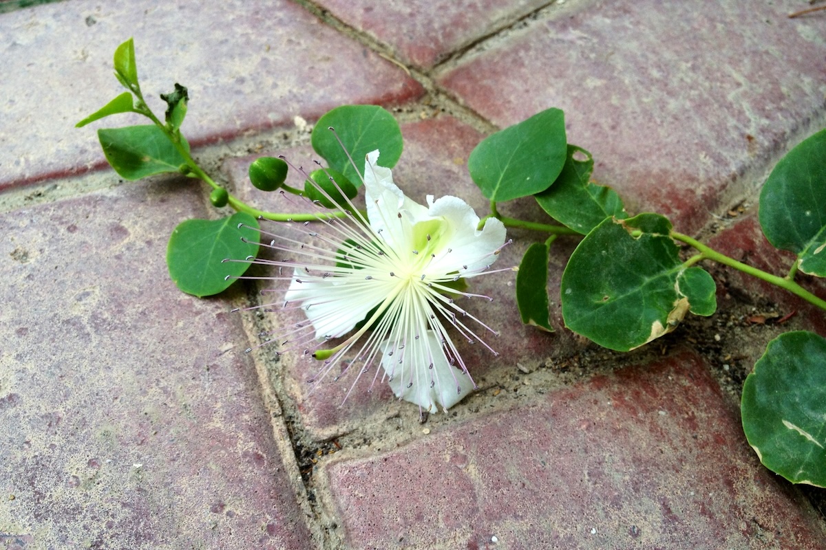 Fleur de câpres