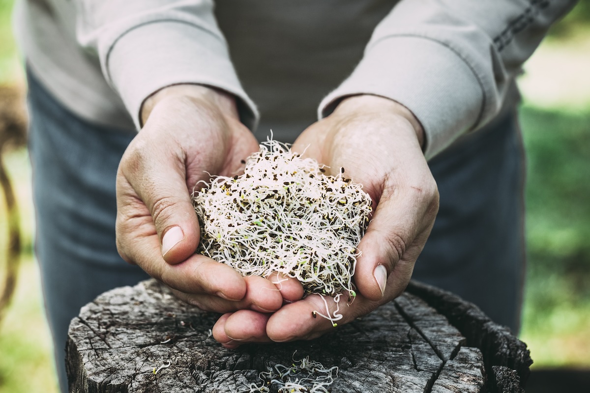 Graines d'alfafa ©mythja shutterstock