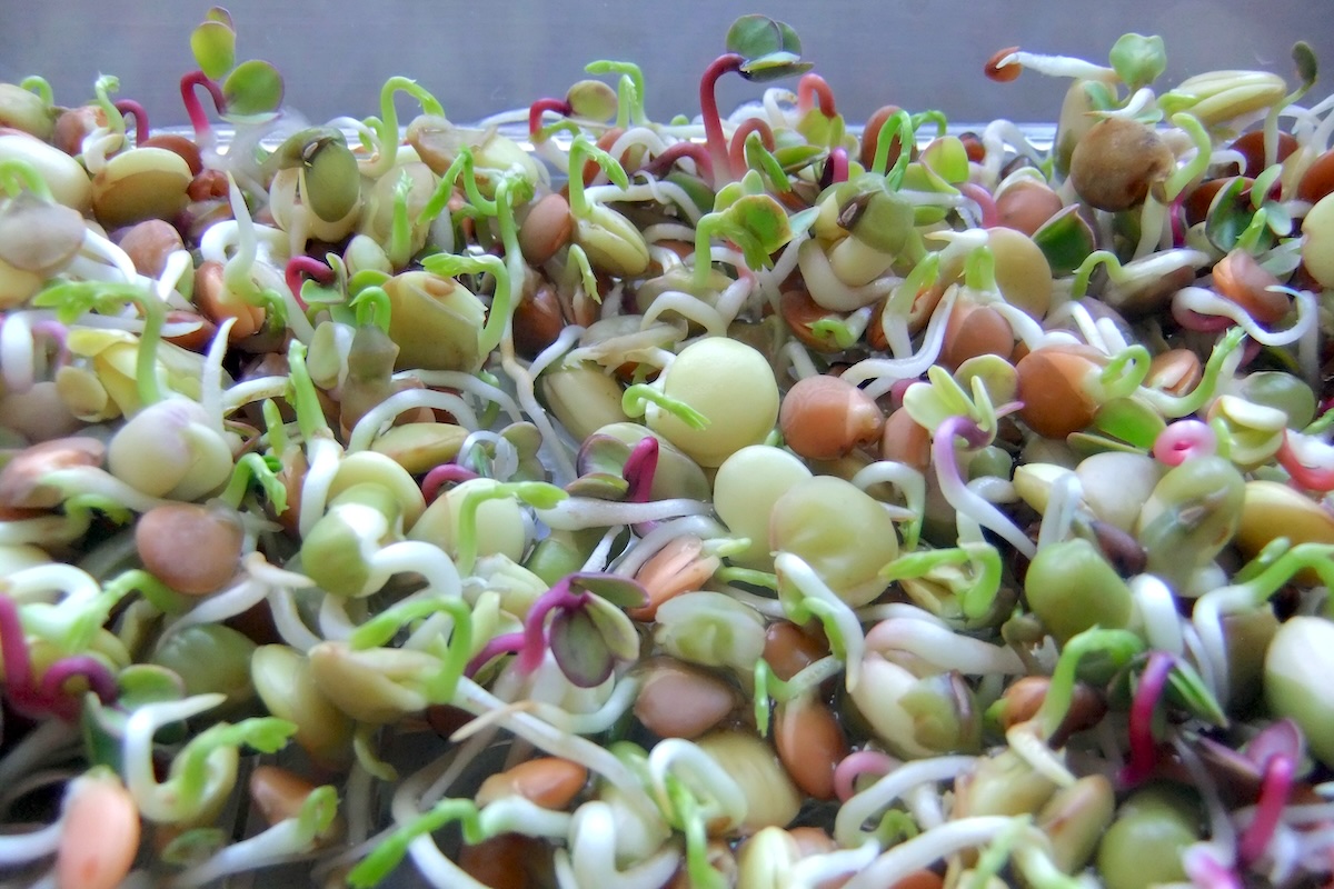 Graines germées (c) Julie Gibbons CCBY20