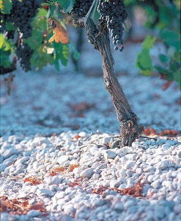 Le Terroir des Graves (c) G Tessier