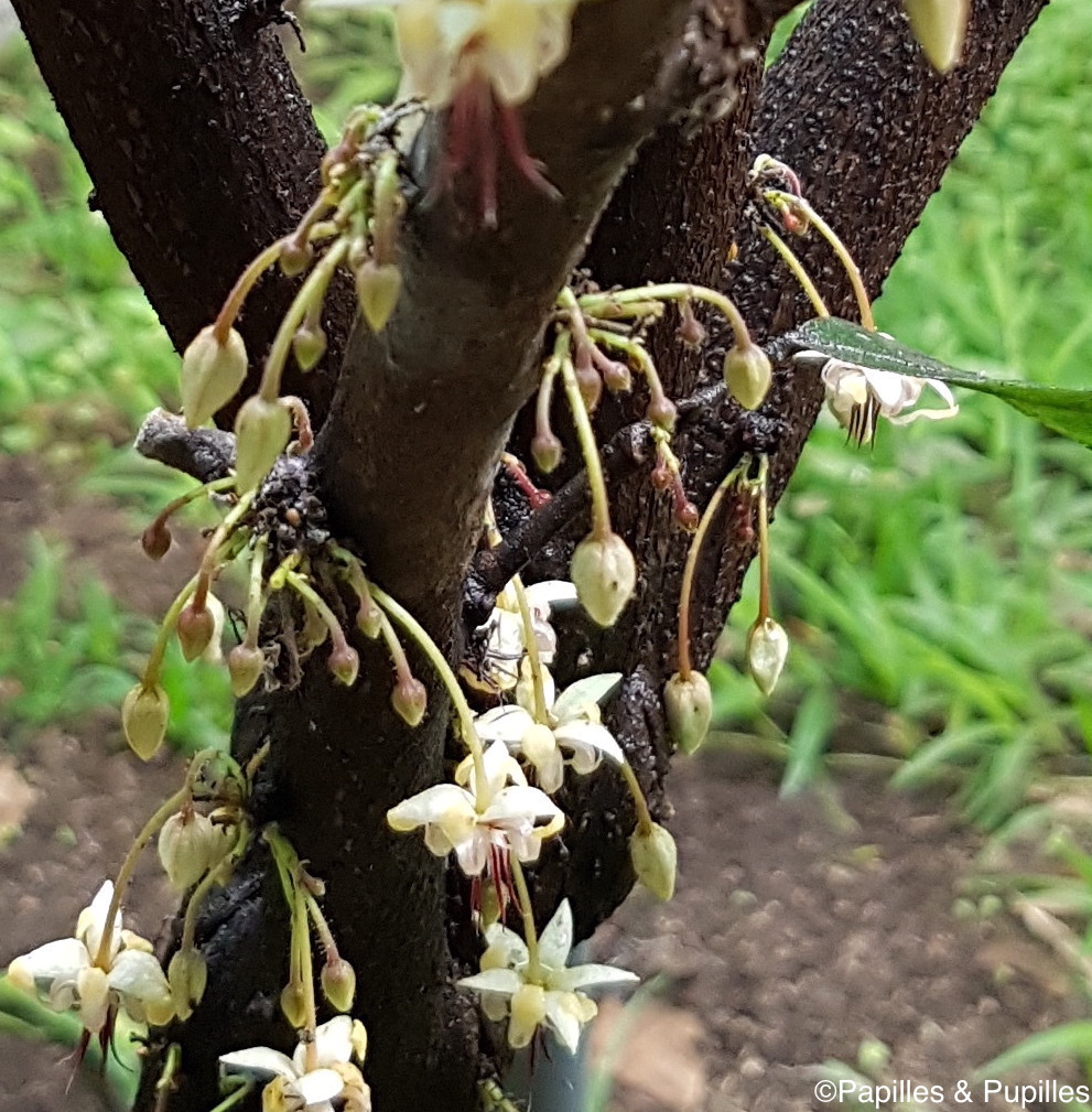 Les fleurs du cacaoyer