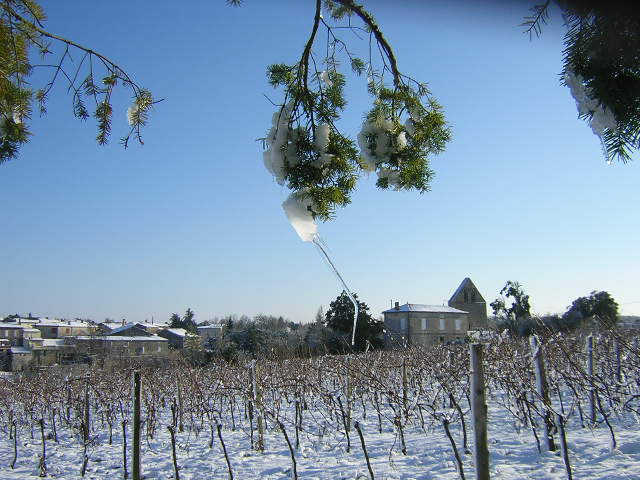Les vignes sous la neige