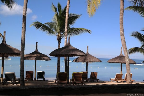 Ravenala - Île Maurice