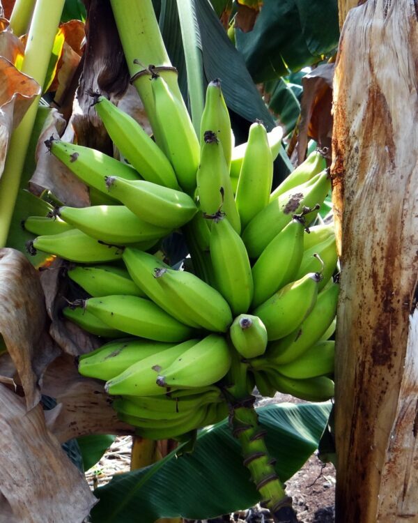 Bananes plantain crues ©Bishnu Sarangi de Pixabay