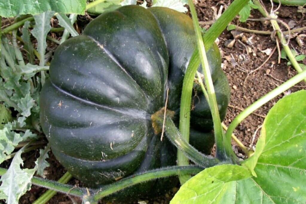 Courge Musquée ©Spedona, CC BY-SA 3.0