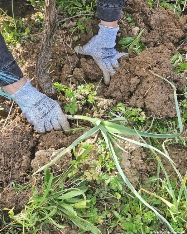 Cueillette des baraganes
