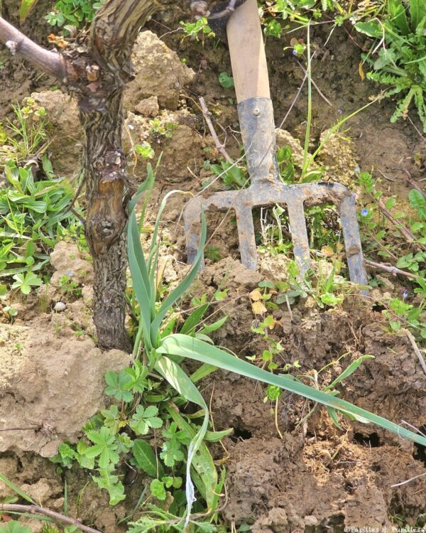 Cueillette des baraganes
