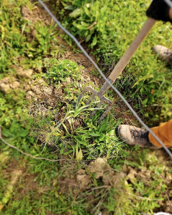 Cueillette des baraganes