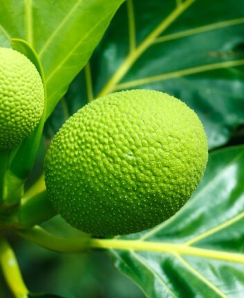 Fruit a pain CCO pixabay