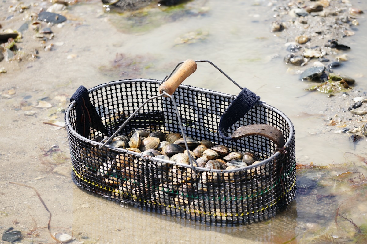 Palourdes ©Marthe Lelievre CC BY-SA 2.0