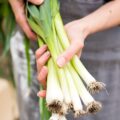 Poireaux ©Anna Hoychuk shutterstock