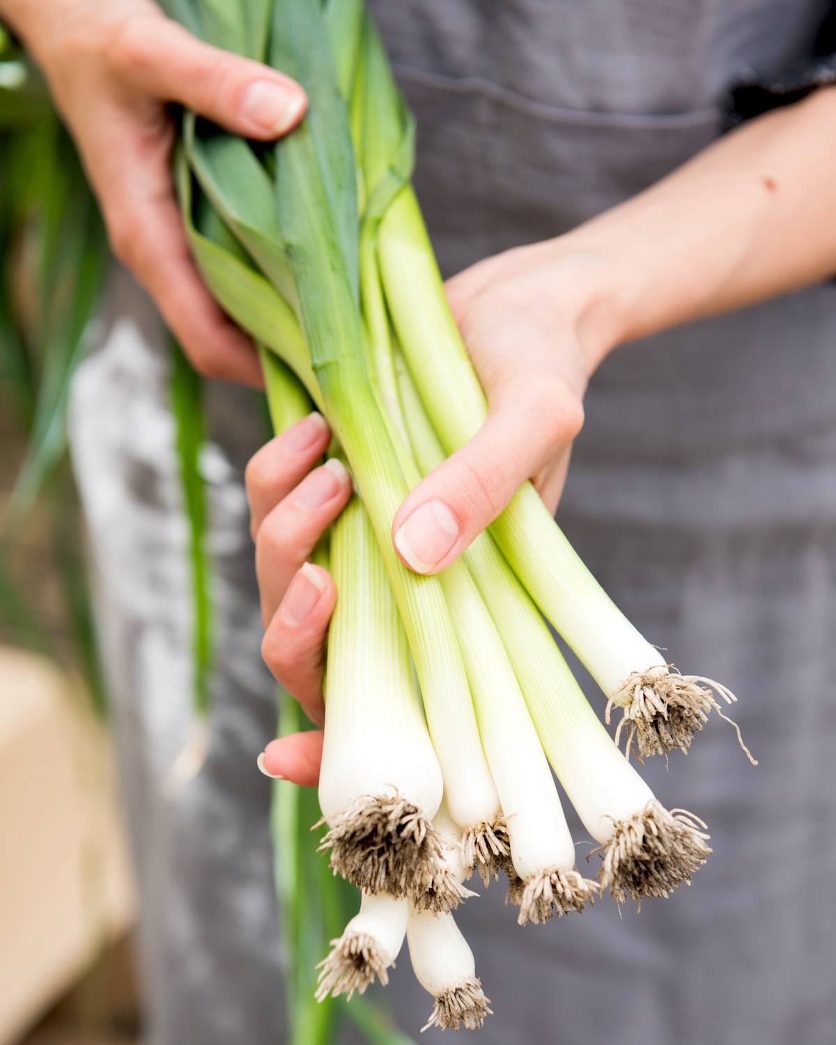 Poireaux ©Anna Hoychuk shutterstock