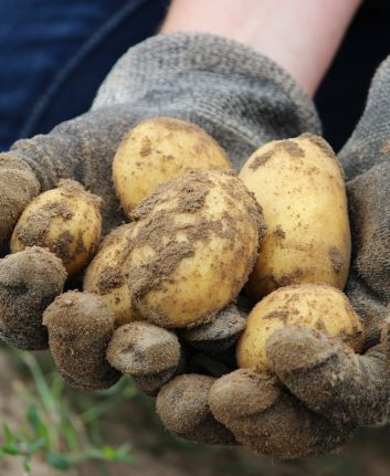 Pommes de terre
