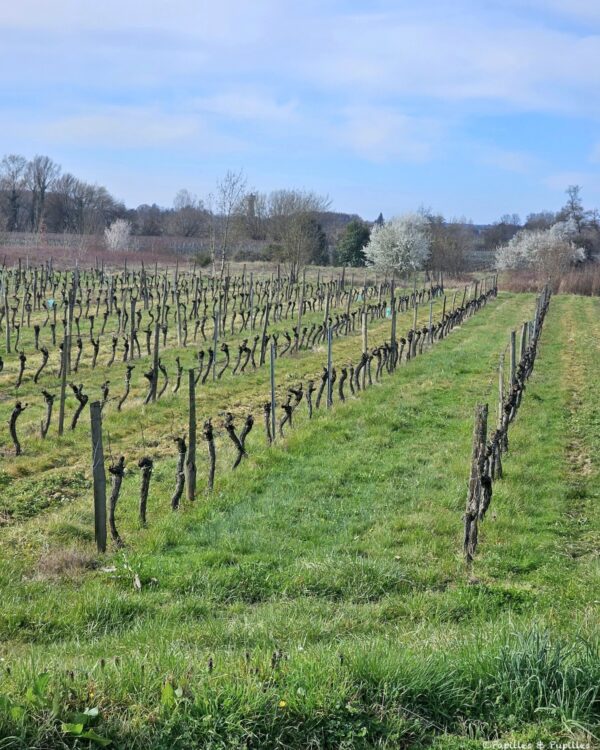 Vignes - Château de Cranne