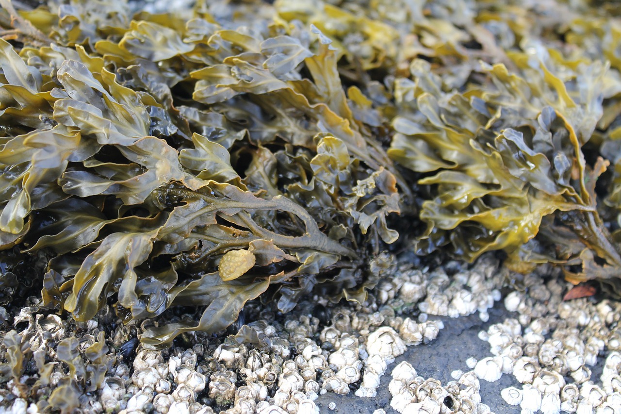 Algues (c) Maurice Angres CC0 Pixabay - Public Domain