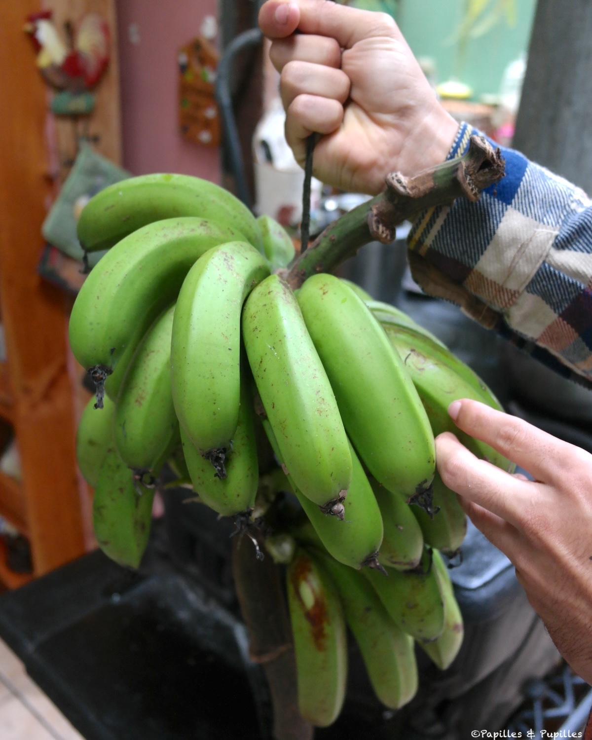 Bananes vertes (les jaunes pas encore mûres)