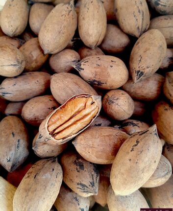 Noix de pécan