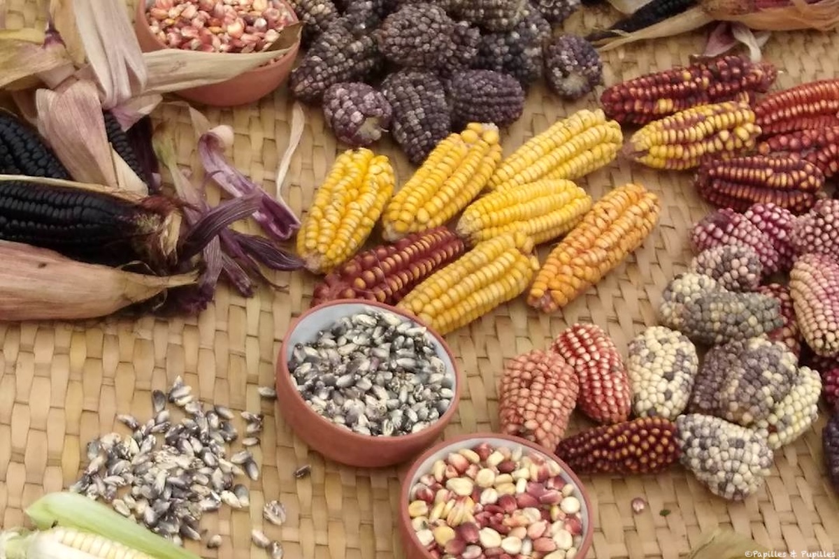 Variétés de maïs - Pérou 