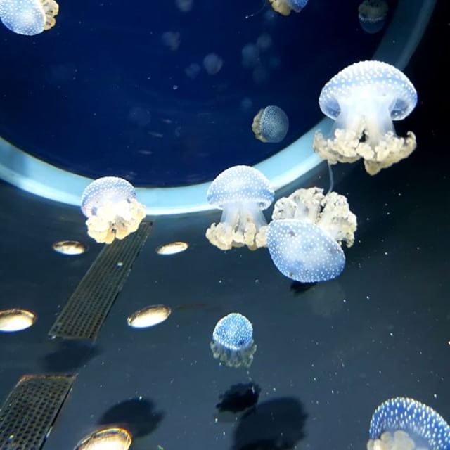 Méduses constellée - Aquarium de la Rochelle l