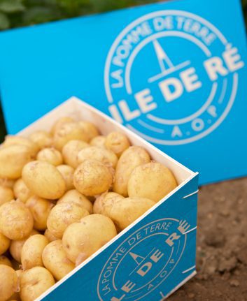 La pomme de terre de l'île de Ré
