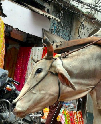 Vache sacrée (c) Cello5 CC0 Public Domain PIxabay