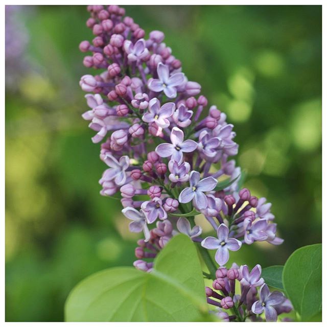 Une de mes fleurs  préférées ; j'adore son parfum