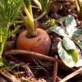 Carottes (c) HolgersFotografie CCO Pixabay