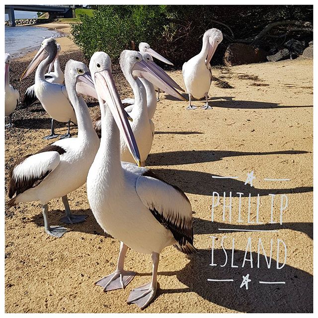 Les pélicans de Philip Island - Impressionnant