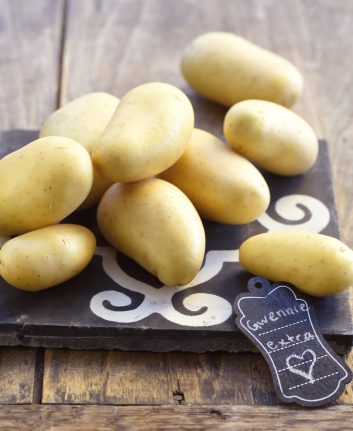 Gwennie © Franck Schmitt - Germicopa