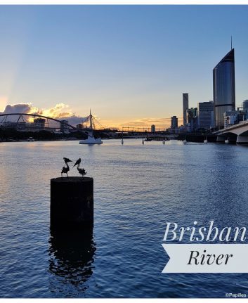 Pélicans - Brisbane River