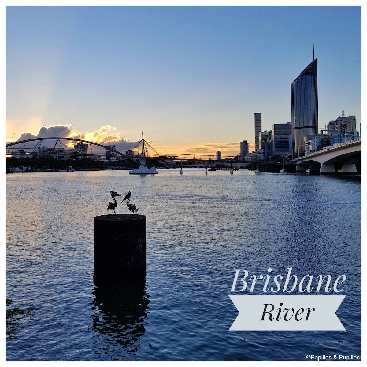 Pélicans - Brisbane River