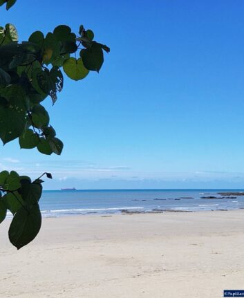 Cape Tribulation