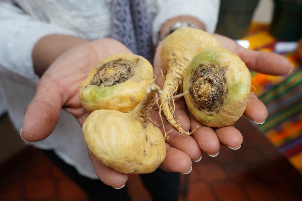 Maca ©Roots, Tubers and Bananas CC BY-NC-ND 2.0