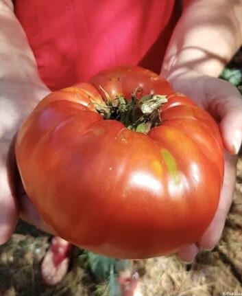 Super tomate