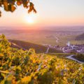 Vendanges Alsace ©Vins d'Alsace