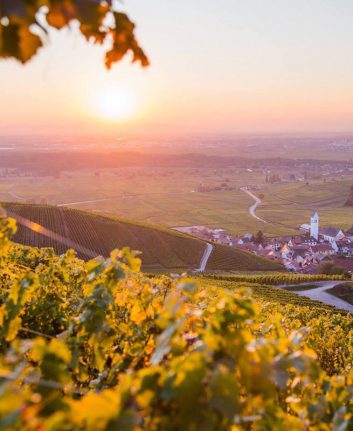 Vendanges Alsace ©Vins d'Alsace