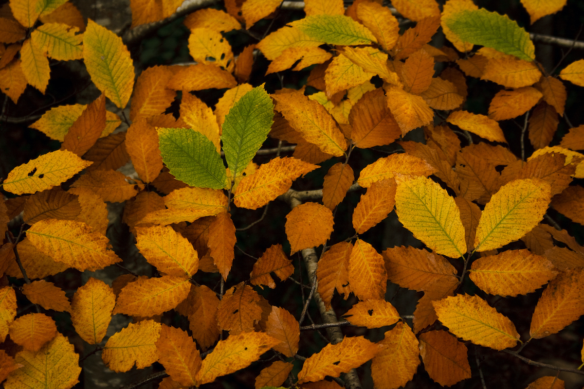 Feuilles de châtaignier ©Alejo CC BY-SA 2.0