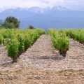 Vignoble Rivesaltes