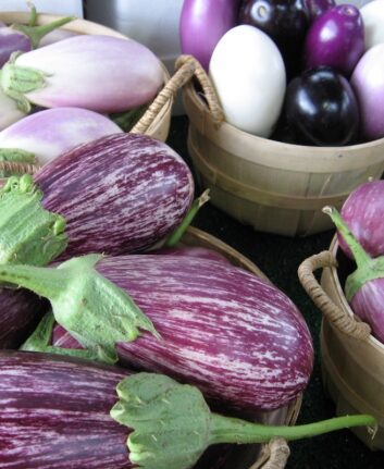 Aubergines - Différentes variétés
