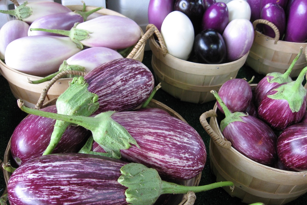 Aubergines - Différentes variétés