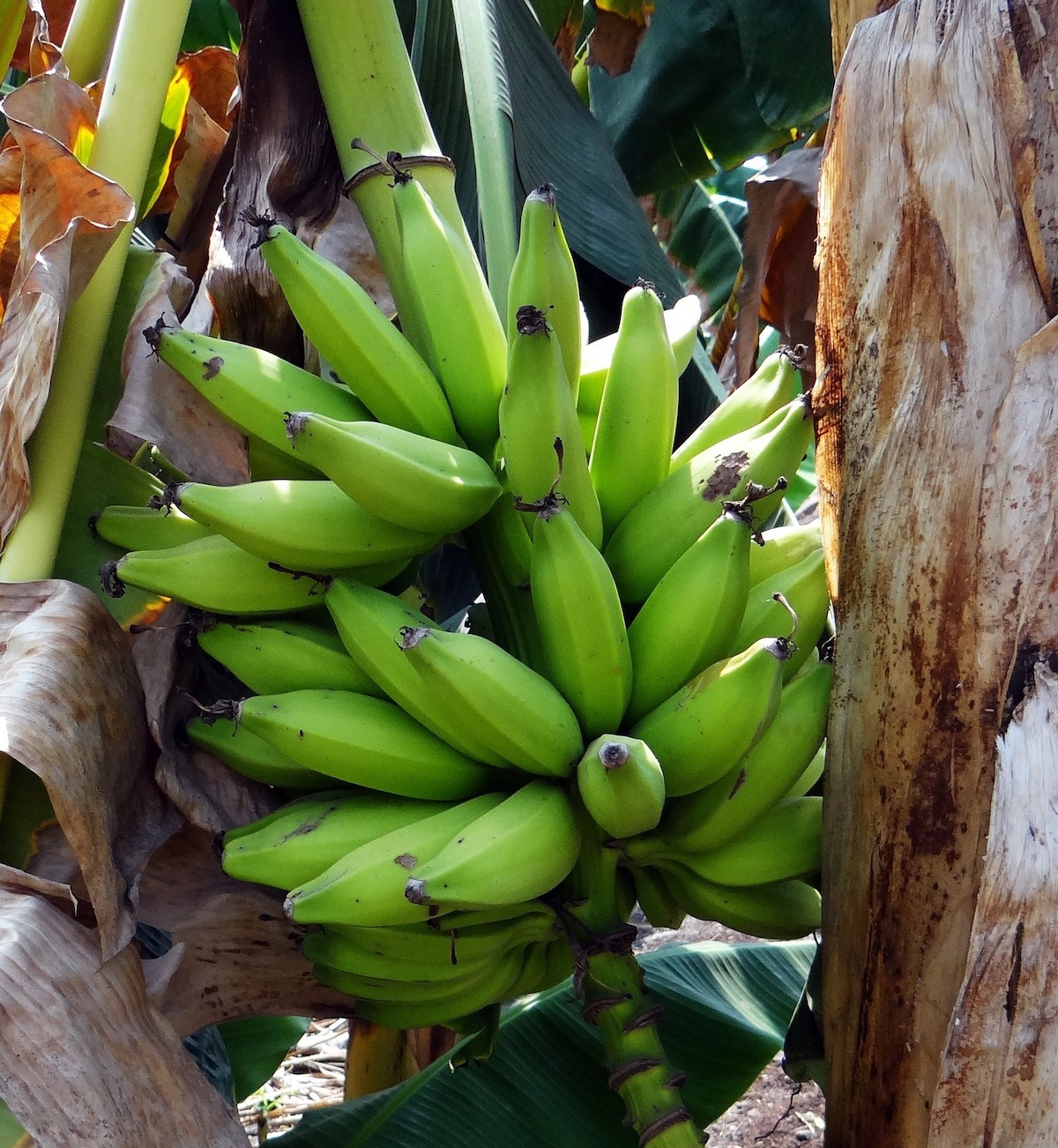 Bananes plantain (c) Saranbig CC0 Pixabay