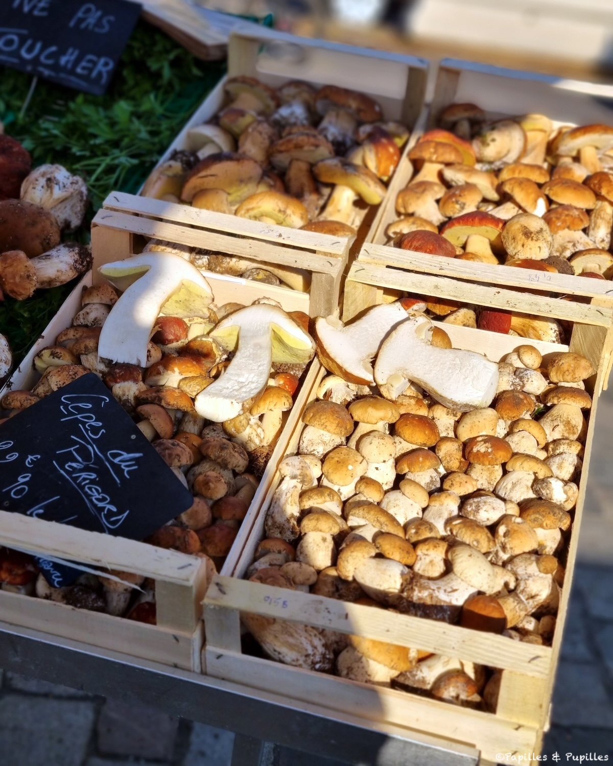 Cèpes