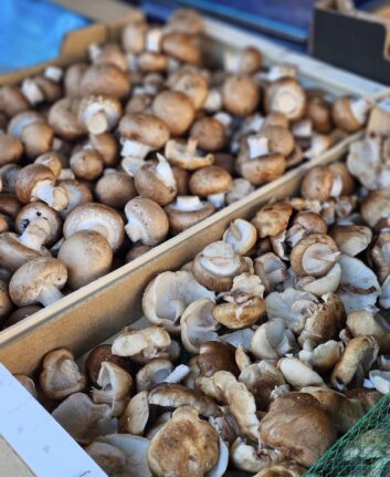Champignons