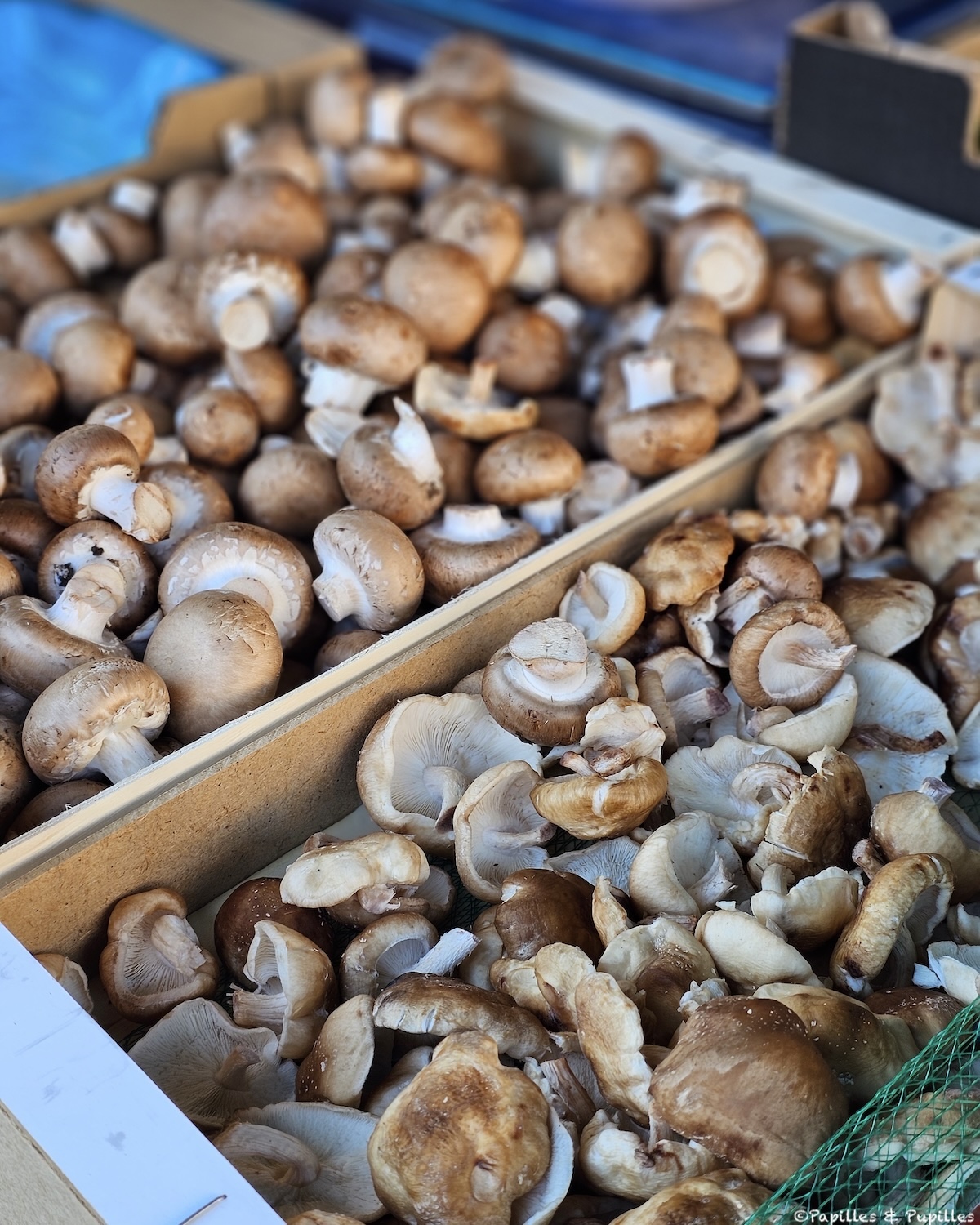 Champignons