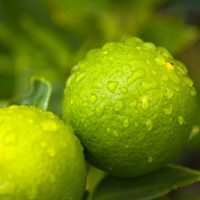 citron vert (c) CHris CCBYNCND20