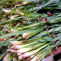 Citronnelle (c) Shihmei Barger CC BY-NC-ND 2.0