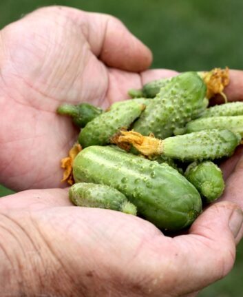 Cornichons