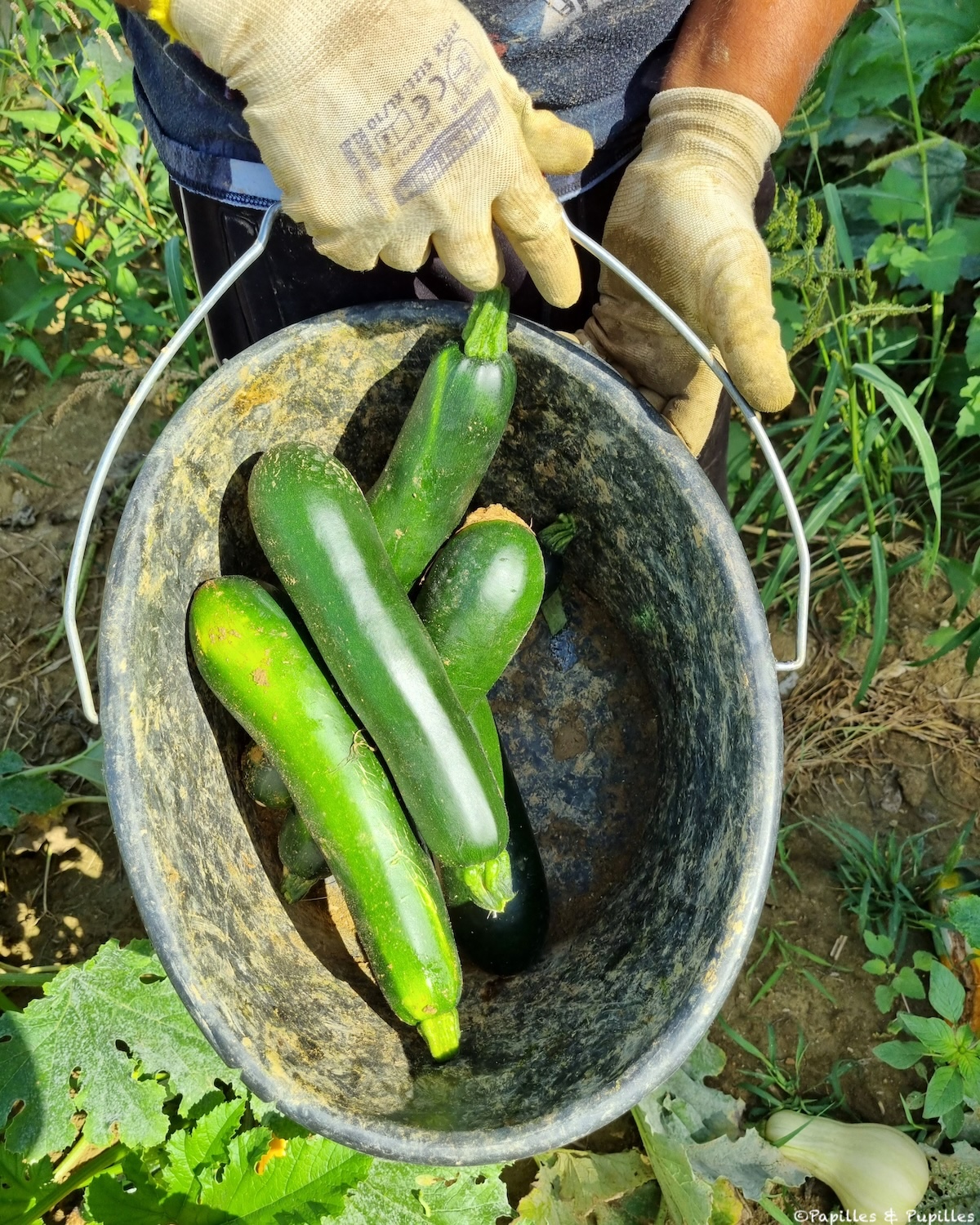 Courgettes vertes et jaunes de différentes variétés, prêtes à cuisiner