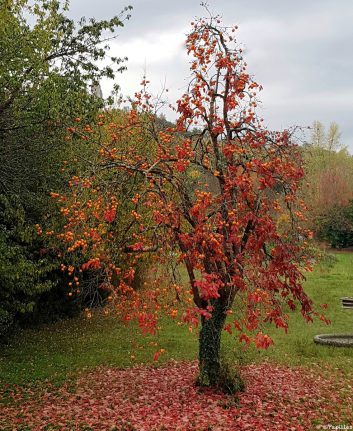 Plaqueminier - Arbre à kakis